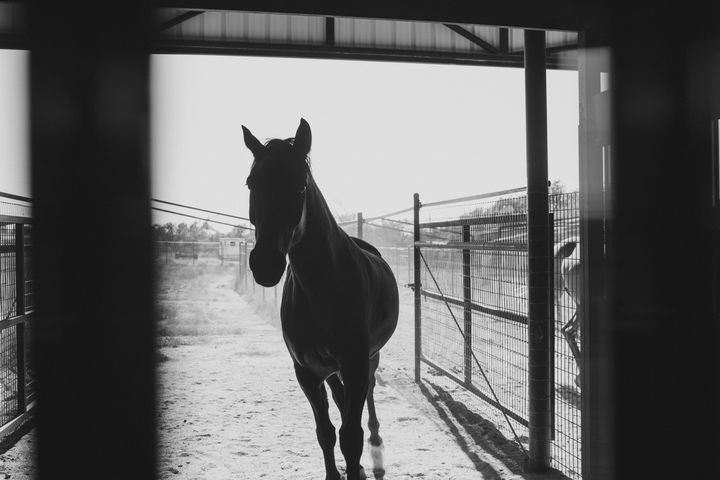 A dark horse walking in from the paddocks, framed by the barn doorway